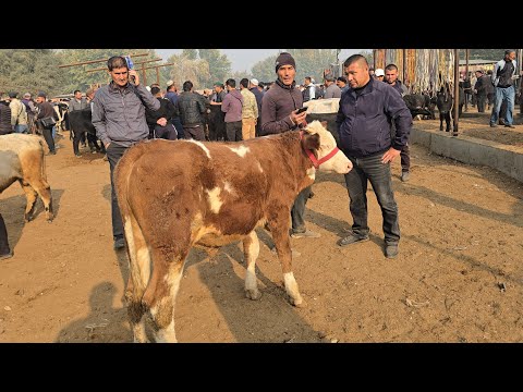 Видео: 22 октября 2025 г. YOZYOVON BOZORI YOSH va KATTA KICHIK BUQALAR NARXLARI 