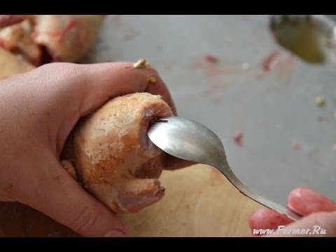 Видео: Ложка для потрошения тушек перепелов. Хозяйство Дяди Фёдора