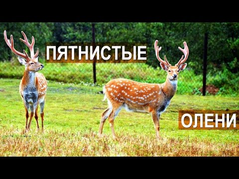 Видео: Пятнистые олени на оленеферме в п. Висим. Содержание и разведение оленей