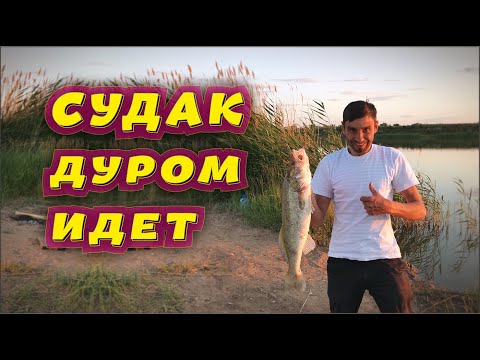 Видео: Когда Судак дуром прет - Вот это рыбалка