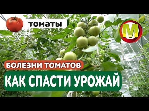 Видео: 🍅 КАК СПАСТИ УРОЖАЙ ТОМАТОВ от ФИТОФТОРЫ. Болезни Томатов