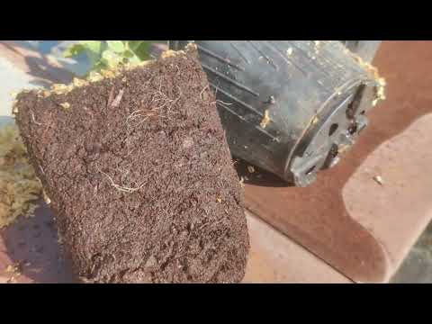 Видео: Подкармливать малыши голубики, или нет?