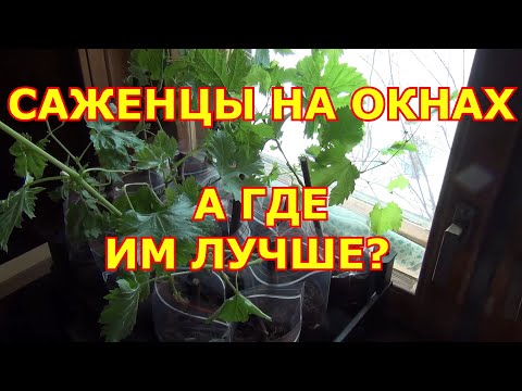 Видео: САЖЕНЦЫ ВИНОГРАДА НА ОКНАХ или ГДЕ ИМ ЛУЧШЕ?