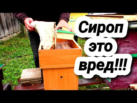 Видео: САХАРНЫЙ СИРОП! ПОЧЕМУ ПЧЕЛОВОДЫ КОРМЯТ ПЧЁЛ НА ППАСЕКЕ?