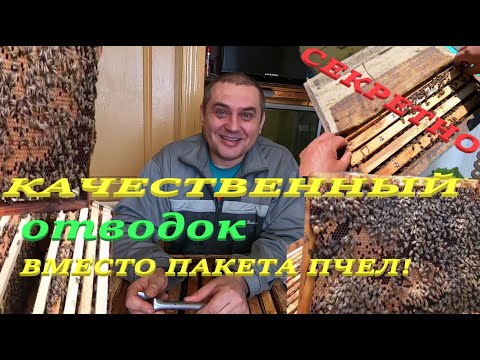 Видео: КАК СДЕЛАТЬ ОТВОДОК ПЧЁЛ И НЕ ПОКУПАТЬ ДОРОГИЕ ПЧЕЛО-ПАКЕТЫ! ДЕЛАЮ БЕЗПЛАТНО СЕМЬЮ ПЧЁЛ ВЕСНОЙ..!