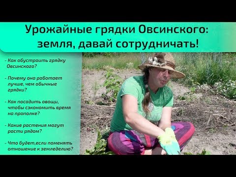 Видео: Урожайные грядки Овсинского:  земля, давай сотрудничать!