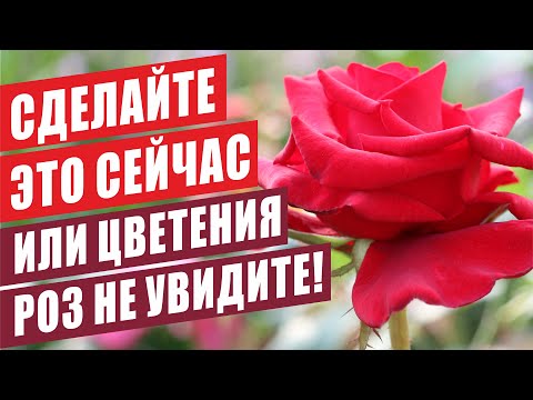 Видео: ПОЧЕМУ НЕ ЦВЕТУТ РОЗЫ? СЛЕПЫЕ ПОБЕГИ? НЕМЕДЛЕННО РЕШАЕМ ПРОБЛЕМУ!