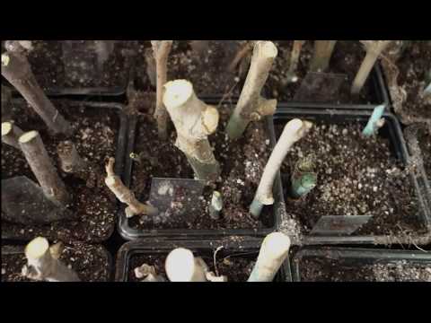 Видео: Укореняем черенки шелковицы: три секрета успеха / Rooting mulberry cuttings at home: three secrets