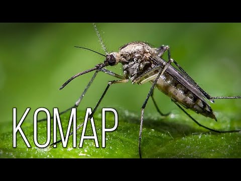 Видео: Комар: Маленький кровопийца | Интересные факты про комаров