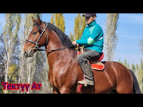 Видео: ЧЫКТЫ САТЫЛДЫ