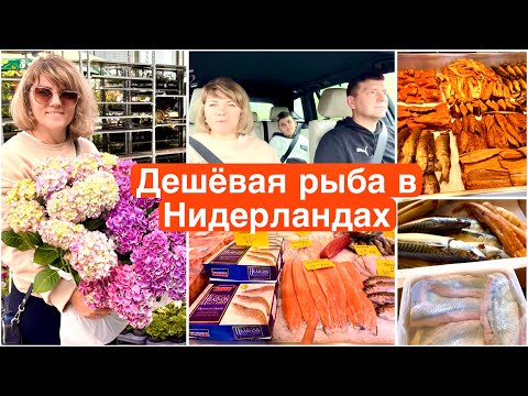 Видео: Рыбный рынок в Нидерландах / Самая вкусная селёдка  / Цветы за копейки