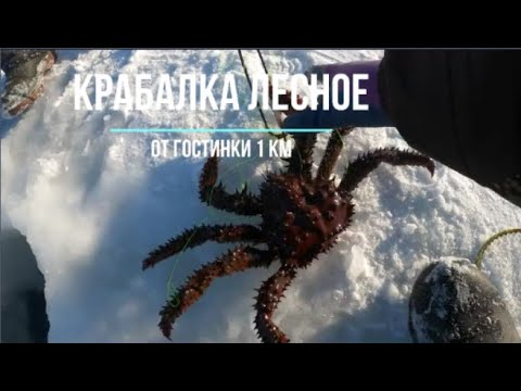 Видео: Сахалинская рыбалка КРАБАЛКА ЛЕСНОЕ