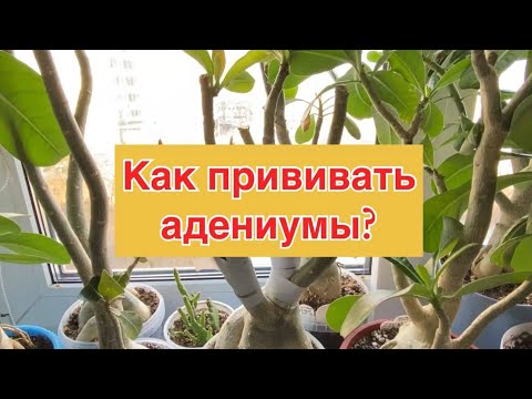 Видео: Для чего нужны прививки адениумам. Как их делать. Тонкости и нюансы. 09 апреля 2025 г.