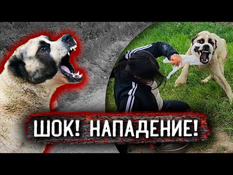 Видео: Покусал алабай брошенный в полях, при оказании помощи. Такое впервые происходит.Он умирает. 1 часть.