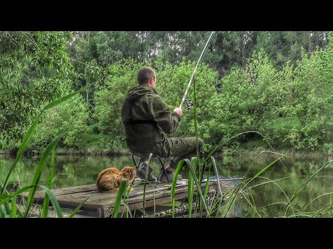 Видео: ПЕРВАЯ ЛЕТНЯЯ РЫБАЛКА У ДОМА С МОСТКОВ! КРУПНАЯ ПЛОТВА НА ПЕРЛОВКУ🎣