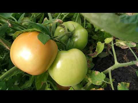 Видео: О томатах.