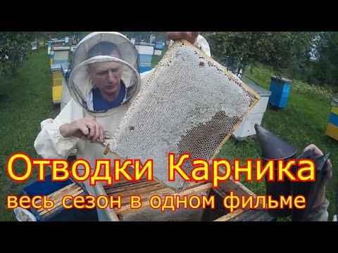 Видео: Отводки Карника F1, сезон 2019 в одном видео