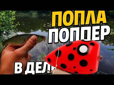 Видео: ПОПЛА ПОППЕР В ДЕЛЕ !!! | ЛОВЛЯ НА СПИННИНГ !!! | РЕКА ПСЁЛ !!!