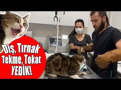 Видео: БЕЗУМНАЯ АТАКА КОШКИ! Кот-ниндзя пытается сбежать! #TheVet