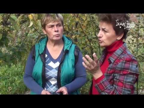 Видео: Какие черенки срезать для прививки.