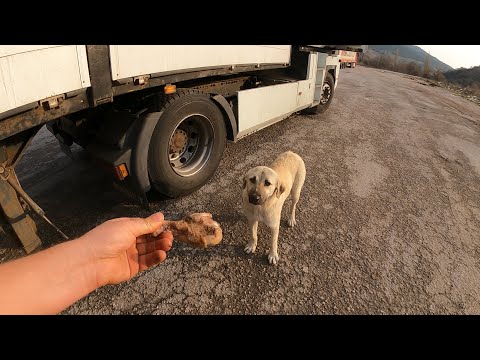 Видео: ДАЛЬНОБОЙЩИК ДЕЛИТСЯ УЖИНОМ С БЕЗДОМНЫМ ПСОМ.