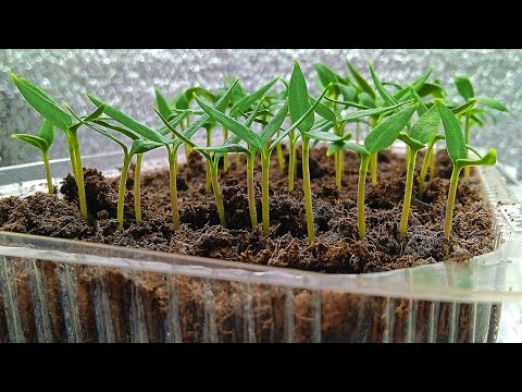 Видео: Перец ВСХОДИТ ЩЁТКОЙ после такого посева! Быстрые, дружные всходы 100%