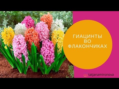 Видео: Гиацинты в бюджетной парфюмерии. Миф о Гиацинте. Hyacinth.