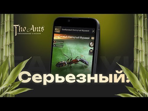 Видео: Бамбук или Бамбуковый изогнутый муравей: серьезный. Полный разбор и обзор.