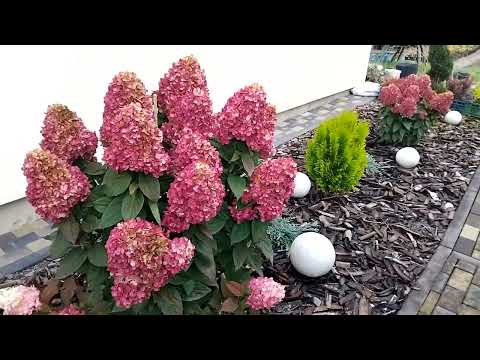 Видео: ЖОВТЕНЬ В МОЄМУ САДУ 2025 року.