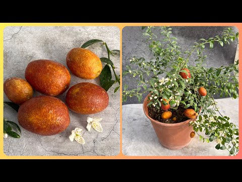 Видео: Микроцитрус Блад лайм. Australian Blood Lime \ Red Center Lime.
