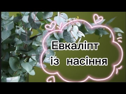 Видео: ВИРОЩУЮ ЕВКАЛІПТ ІЗ НАСІННЯ І НЕ ТІЛЬКИ....🌿🌿🌿