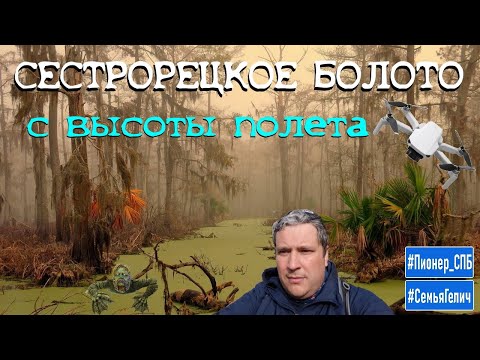 Видео: Сестрорецкое болото с высоты полета квадрокоптера. Красивые места Ленинградской области. #СемьяГелич