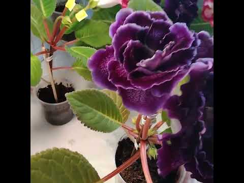 Видео: #083 Размножение глоксинии фрагментами листа