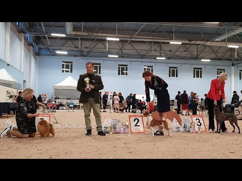 Видео: 25.10.2025, СПб. Клуб "Северная Венеция-1" (РКФ, РФОС"). Выставка собак САС 5 группы FCI