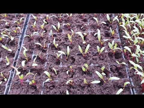 Видео: СВЁКЛА Выращивание через рассаду.Пикировка. Бизнес на зелени