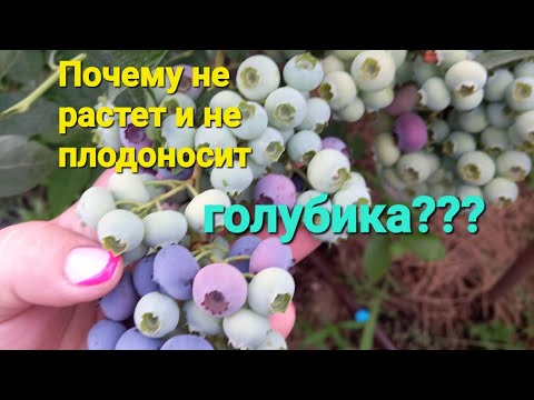 Видео: ПОЧЕМУ НЕ РАСТЕТ и НЕ ПЛОДОНОСИТ голубика???