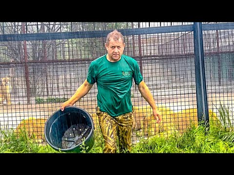 Видео: ЧЕТЫРЕ молодых ЛЬВА съели 100 кг. мяса и всё равно ССОРЯТСЯ ЗА КАЖДЫЙ КУСОК!