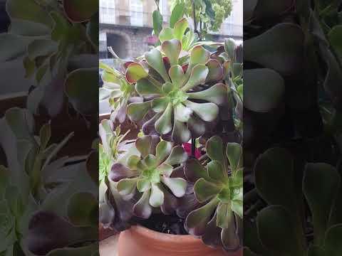 Видео: Цветочный магазинчик во Франции. Цены.