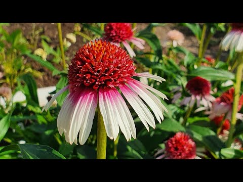 Видео: Три новинки для моего сада на 2026г.  Что хочу купить