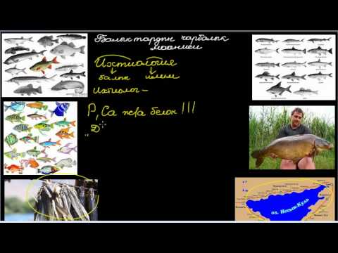 Видео: Балыктардын чарбалык мааниси