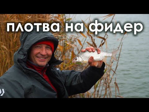 Видео: И карася не нужно когда  клюёт ТАКАЯ ПЛОТВА!