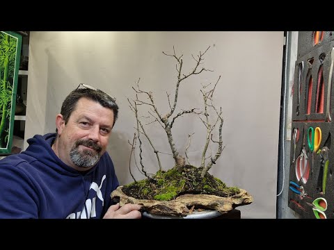 Видео: Обрезка группы дубов.