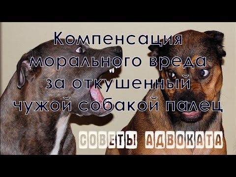 Видео: Как добиться компенсации морального вреда за укус собаки.