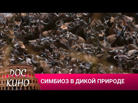 Видео: 🎭СИМБИОЗ В ДИКОЙ ПРИРОДЕ  🌎 ДОКУМЕНТАЛЬНОЕ КИНО 🎆 2023