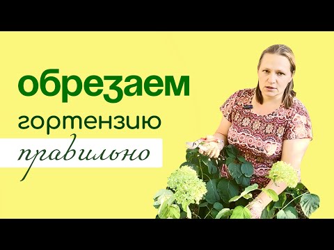 Видео: Особенности ВЫРАЩИВАНИЯ и ОБРЕЗКИ ГОРТЕНЗИИ