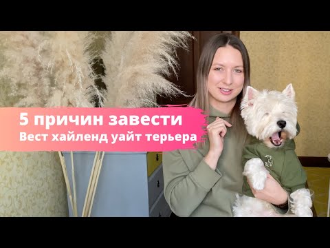 Видео: ВЕСТ ХАЙЛЕНД УАЙТ ТЕРЬЕР // ПЛЮСЫ ПОРОДЫ