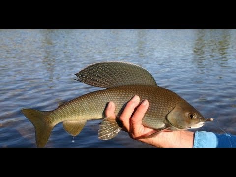 Видео: Рыбалка на Ангаре/Ловля Хариуса на Покатуху