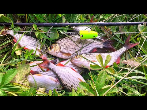 Видео: ЛОВЛЯ ПЛОТВИ ТА КРАСНОПІРКИ ! ДРУГИЙ ДЕНЬ КОРМЛЮ МІСЦЕ !