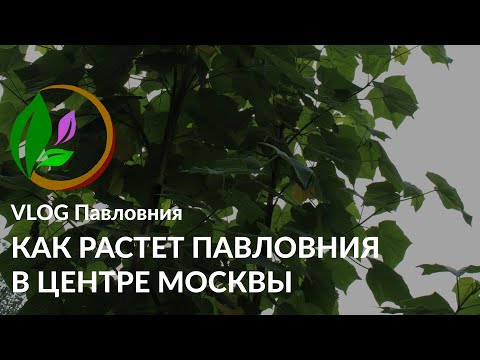 Видео: Как растет Павловния В ЦЕНТРЕ МОСКВЫ. Одна из наших высадок // VLOG Павловния