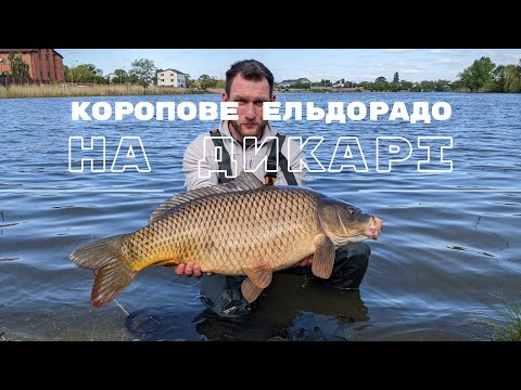 Видео: Коропове Ельдорадо на дикарі 1 частина